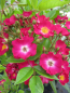 Preview: Kletterrose Violetta